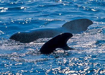 Pilot Whale