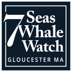 7 Seas Whale Watch Gloucester