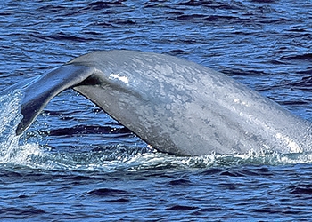 Blue Whale