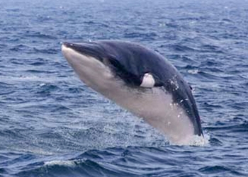 Minke Whale