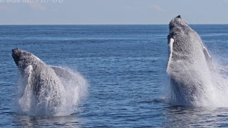 Double Breaching Humpback Whales