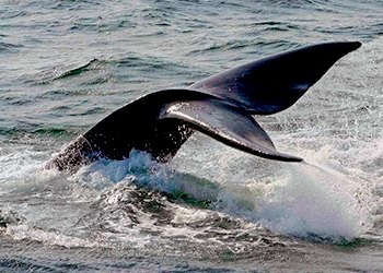 North American Right Whale