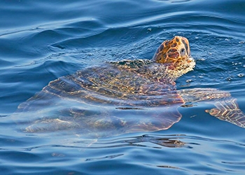 Sea Turtle