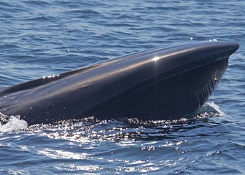 Sei Whale