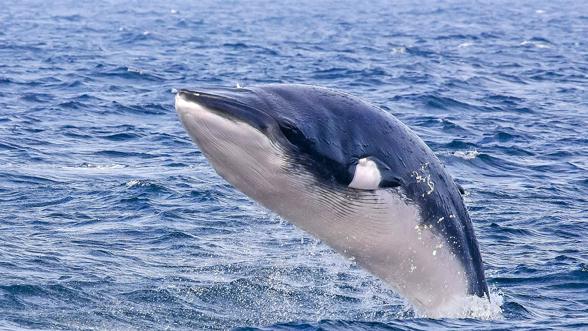 Minke Whale