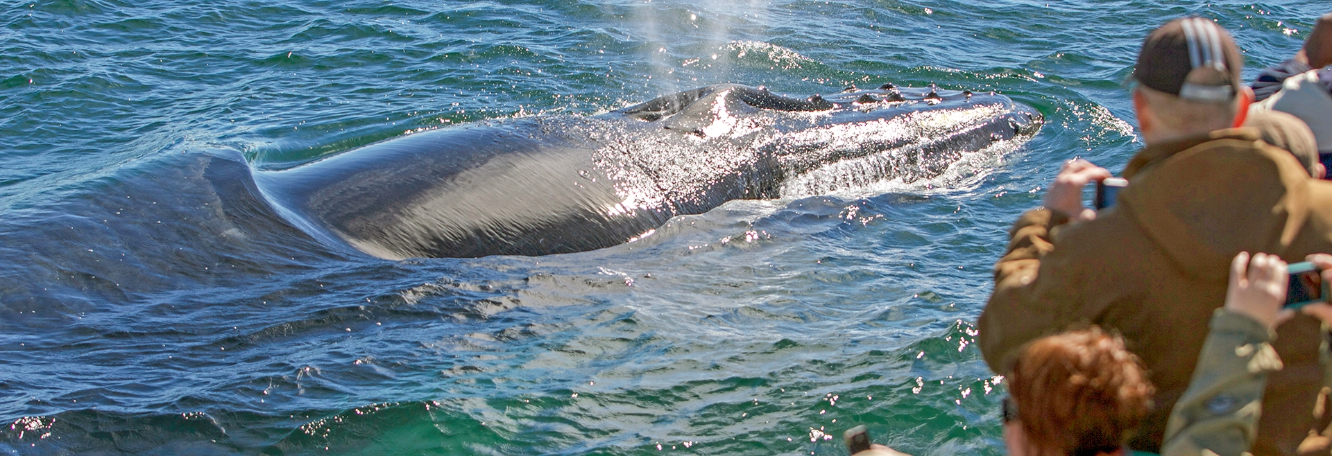 Boston Area Whale Watching Boat ~ 7 Seas Whale Watch Gloucester ~ 978